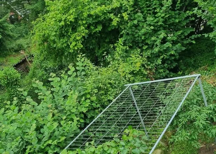 Wunderschoene Im Gruenen Felde